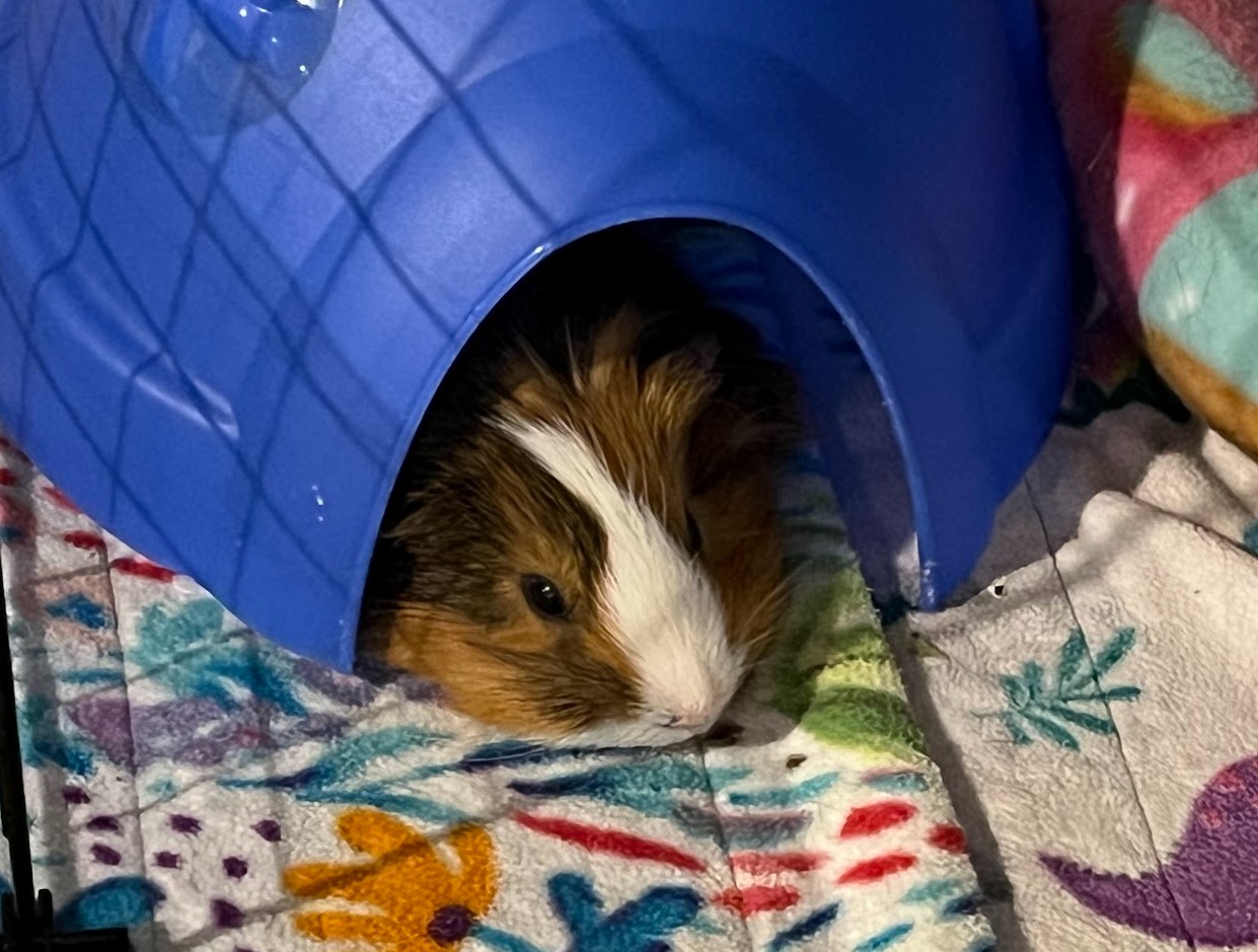 A wonderful guinea pig